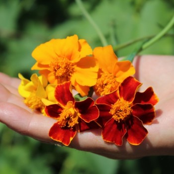 Tagetes Nema gegen Bodennematoden (Samen)
