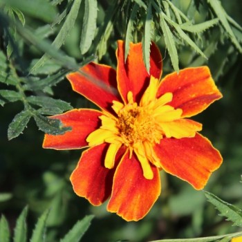 Tagetes Nema gegen Bodennematoden (Samen)