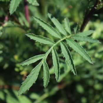 Tagetes Nema gegen Bodennematoden (Samen)