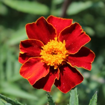 Tagetes Nema gegen Bodennematoden (Samen)