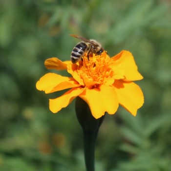 Tagetes Nema gegen Bodennematoden (Samen)