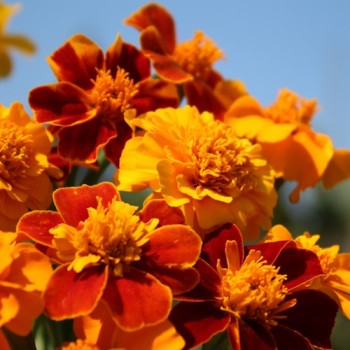 Tagetes Nema gegen Bodennematoden (Samen)