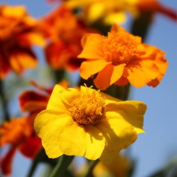 Tagetes Nema gegen Bodennematoden (Samen)