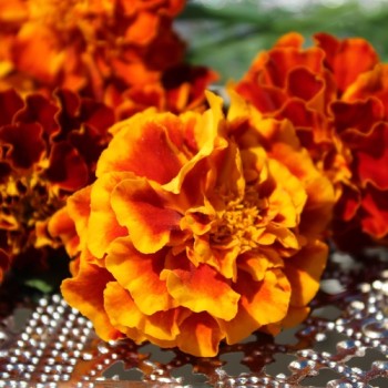 Tagetes Queen Sophia (Samen)