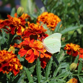 Tagetes Queen Sophia (Samen)