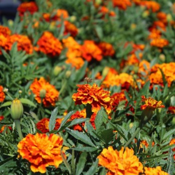 Tagetes Queen Sophia (Samen)