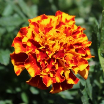 Tagetes Queen Sophia (Samen)