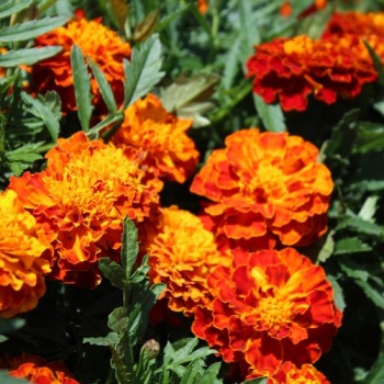 Tagetes Queen Sophia (Samen)