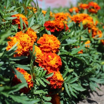 Tagetes Queen Sophia (Samen)