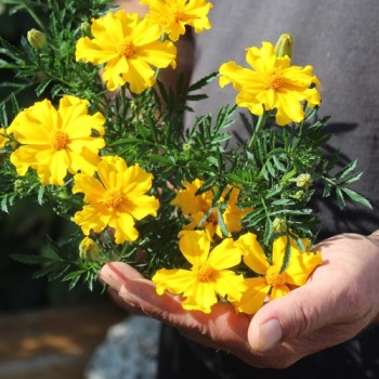 Neu! Tagetes Silvia (Samen)