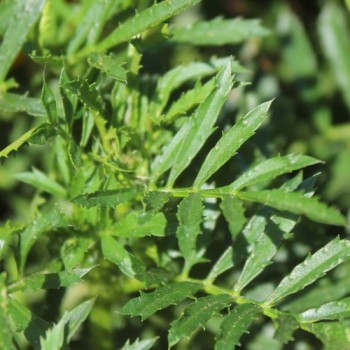 Neu! Tagetes Silvia (Samen)