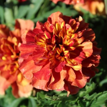 Tagetes Strawberry Blonde (Samen)
