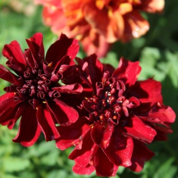 Tagetes Strawberry Blonde (Samen)