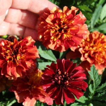 Tagetes Strawberry Blonde (Samen)