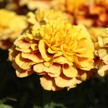 Tagetes Strawberry Blonde (Samen)