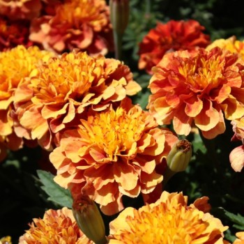 Tagetes Strawberry Blonde (Samen)