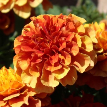 Tagetes Strawberry Blonde (Samen)