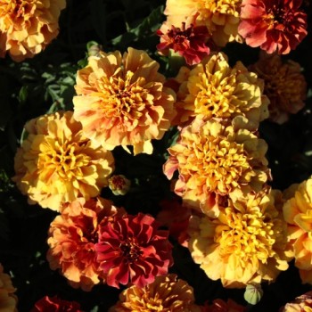 Tagetes Strawberry Blonde (Samen)
