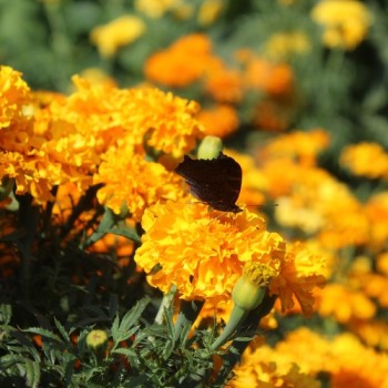 Neu! Tagetes Sunshine (Samen)