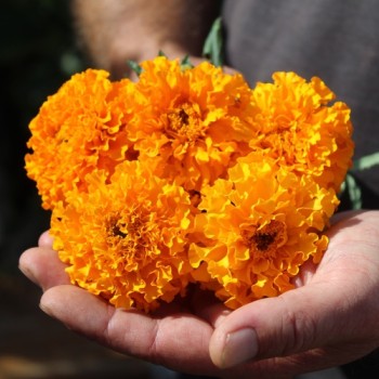 Neu! Tagetes Sunshine (Samen)