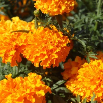 Neu! Tagetes Sunshine (Samen)