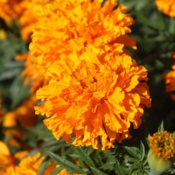 Neu! Tagetes Sunshine (Samen)