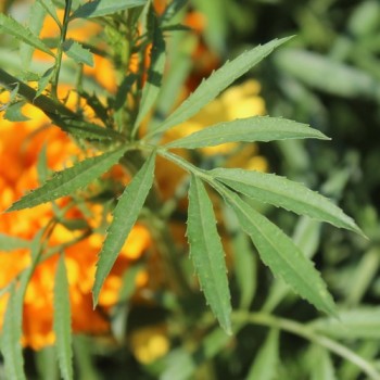 Neu! Tagetes Sunshine (Samen)