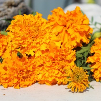 Neu! Tagetes Sunshine (Samen)