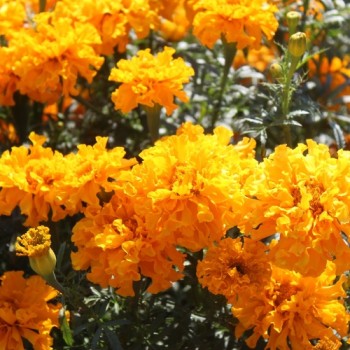 Neu! Tagetes Sunshine (Samen)