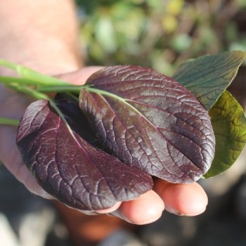 Tatsoi Red (Samen)