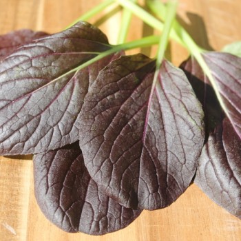 Tatsoi Red (Samen)