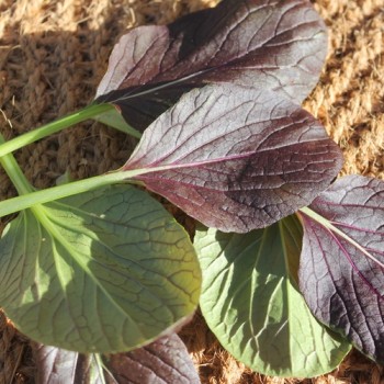 Tatsoi Red (Samen)