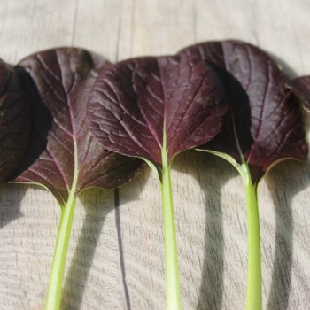 Tatsoi Red (Samen)