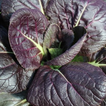 Tatsoi Red (Samen)