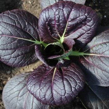 Tatsoi Red (Samen)