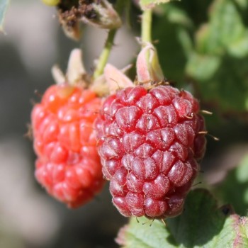 Tayberry (Pflanze)