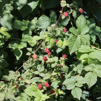 Tayberry (Pflanze)
