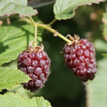 Tayberry (Pflanze)
