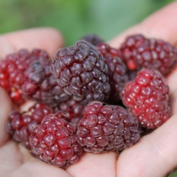 Tayberry (Pflanze)