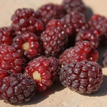 Tayberry (Pflanze)