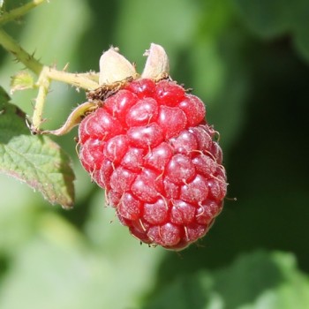 Tayberry (Pflanze)