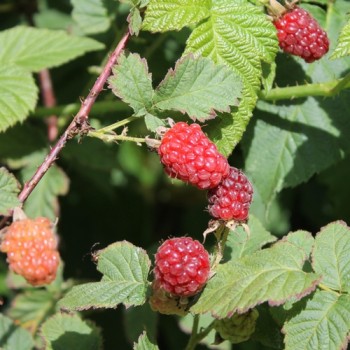 Tayberry (Pflanze)