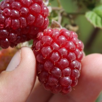 Tayberry Buckingham (Pflanze)