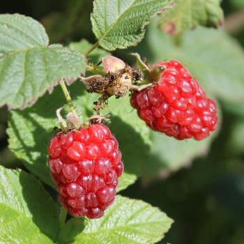 Tayberry Buckingham (Pflanze)