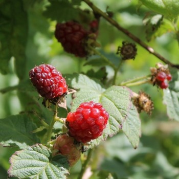 Tayberry Buckingham (Pflanze)