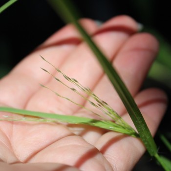 Teff Hirse (Samen)