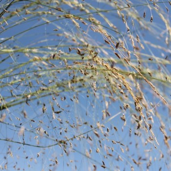Teff Hirse (Samen)