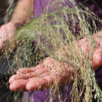 Teff Hirse (Samen)