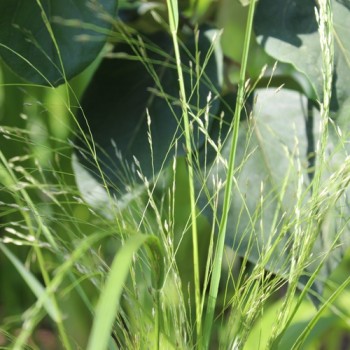 Teff Hirse (Samen)