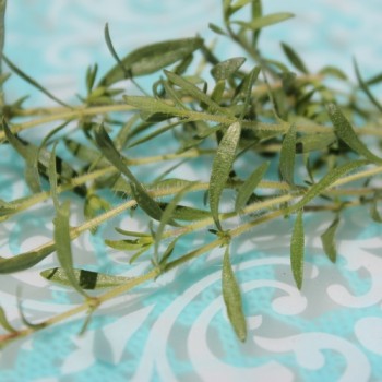 Thymian Lemonade (Pflanze)